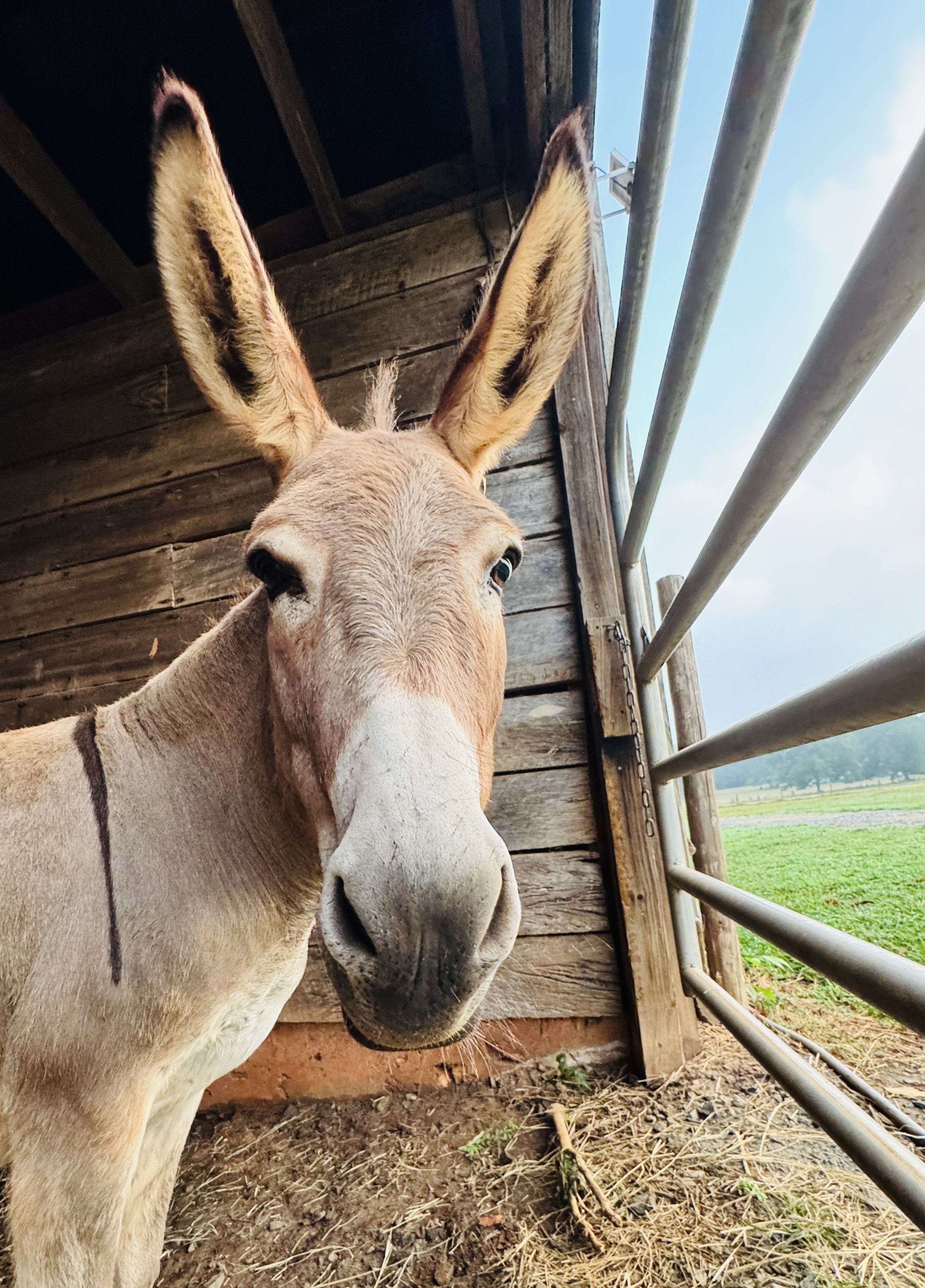 Pixie the Click to Sponser at Copper Penny Ranch