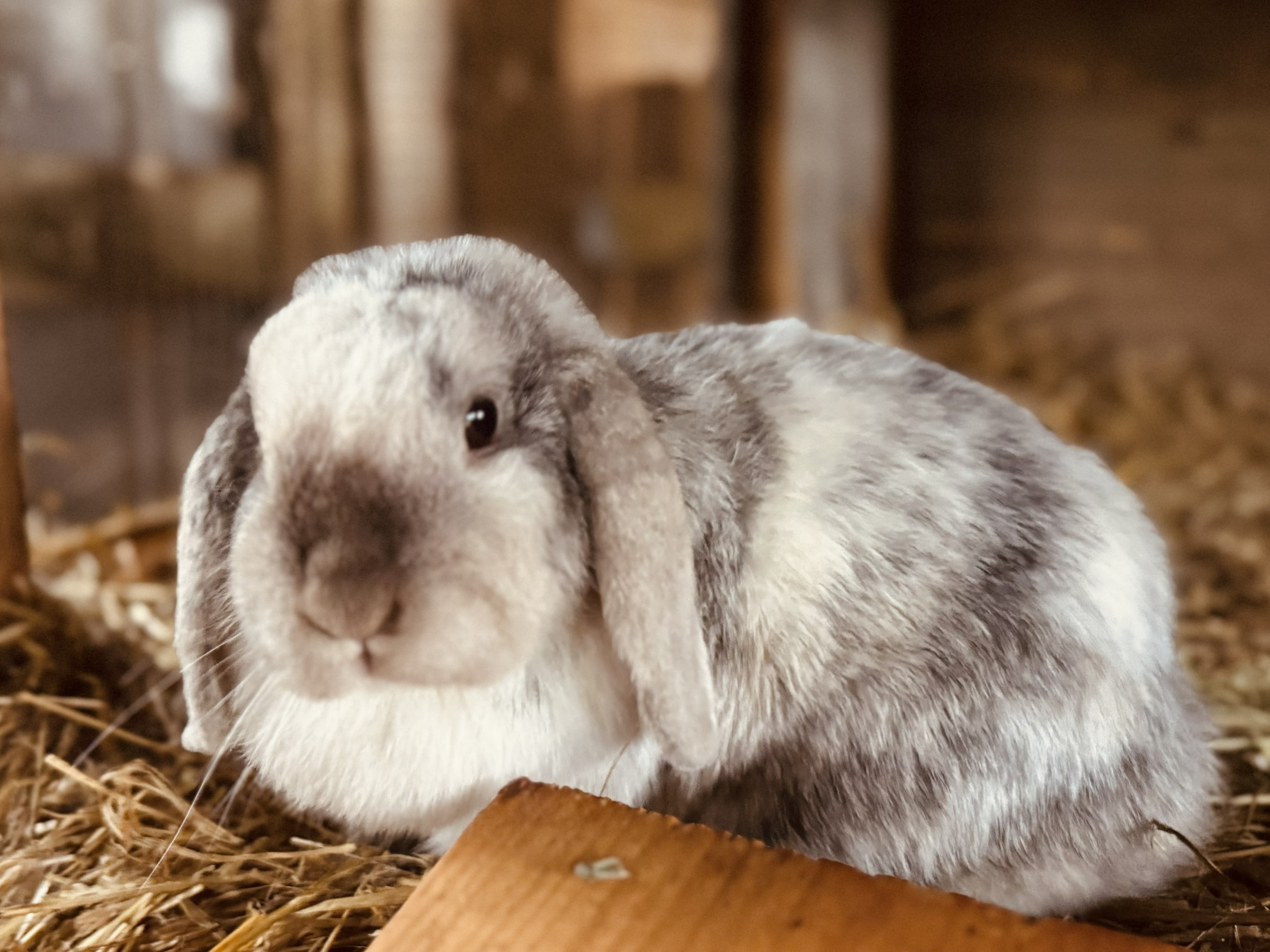Waffles the Click to Sponser at Copper Penny Ranch