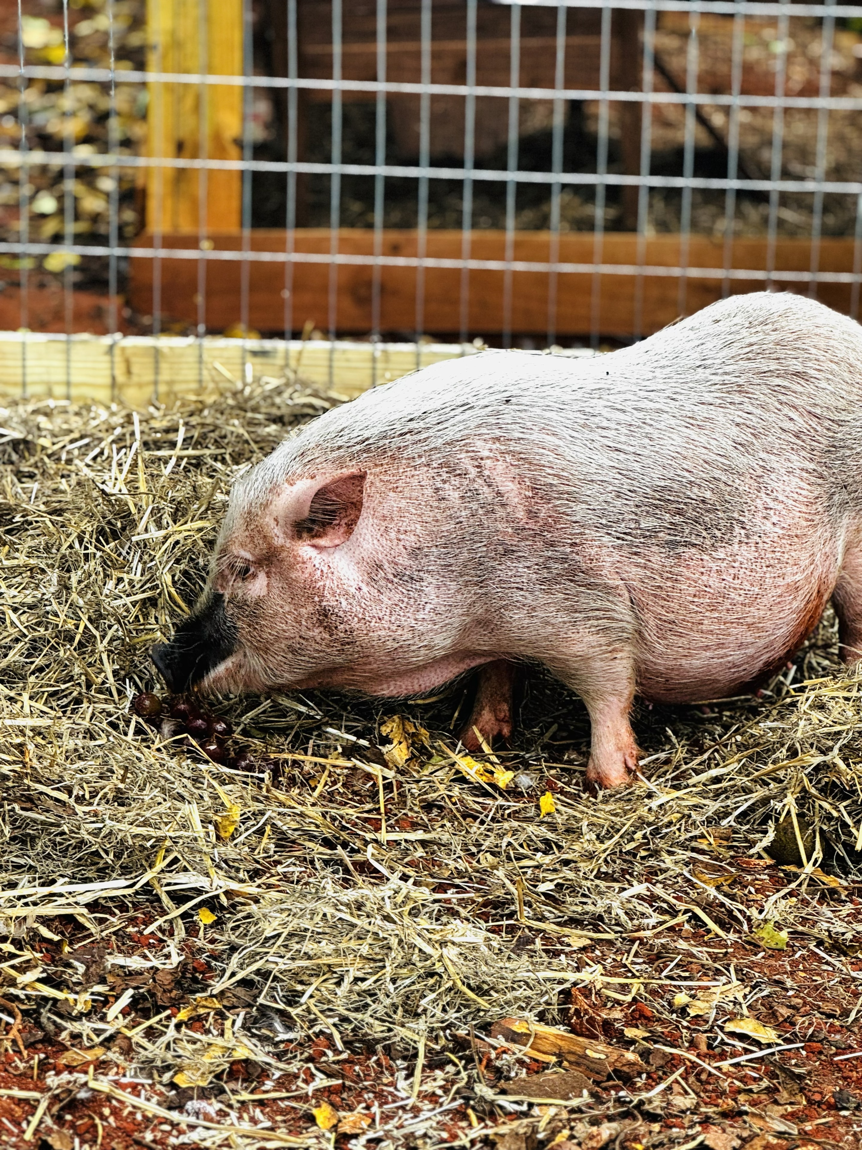 Mrs. Piggy the Click to Sponser